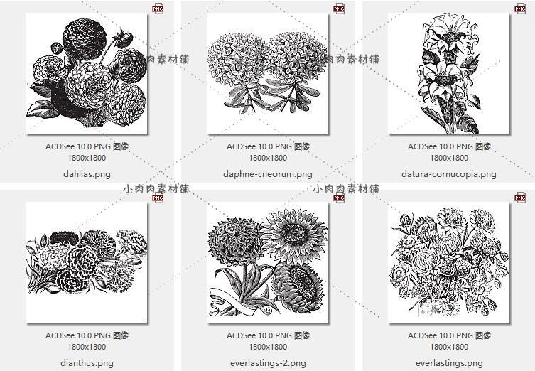 复古花卉植物线稿花草树木水彩画白描绘画手绘素描临摹素材17