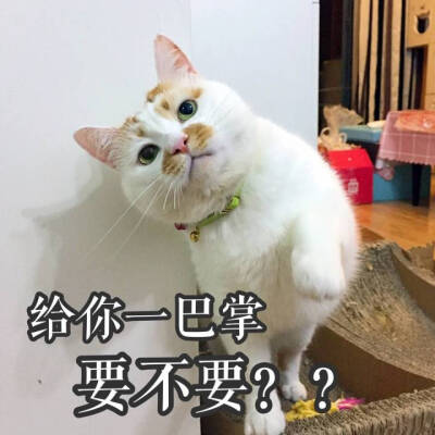 楼楼表情包 猫