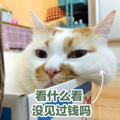 楼楼表情包 猫