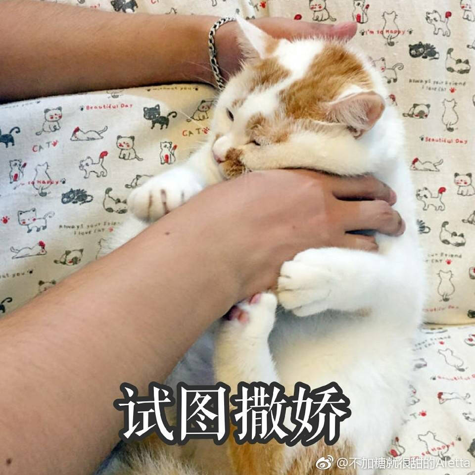 楼楼表情包 猫