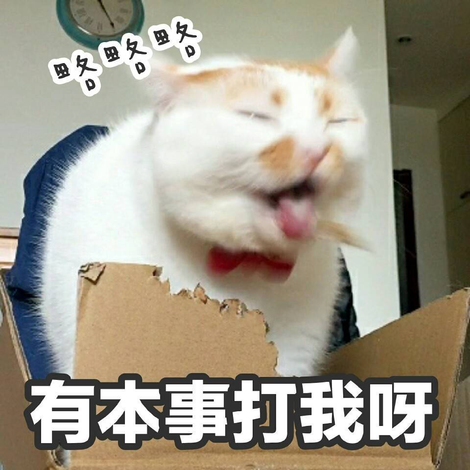 楼楼表情包 猫