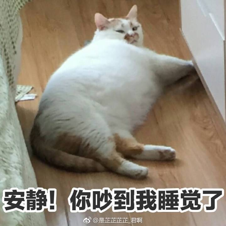 楼楼表情包 猫