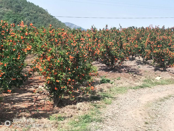 从5家石榴种植户发展到现在220多家种植户一一会理县花房石榴专业合作社