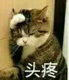 猫咪表情包