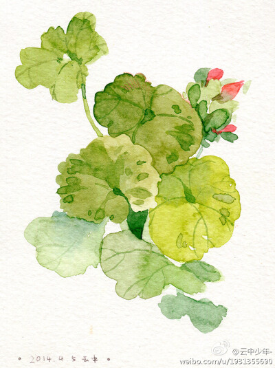 插画水彩 图源微博，画师ID:云中少年- 侵删 