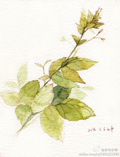 插画 水彩 图源微博，画师ID:云中少年- 侵删 
