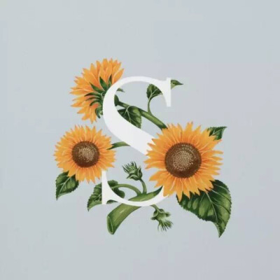 Sunflower-向日葵
花期7-9月