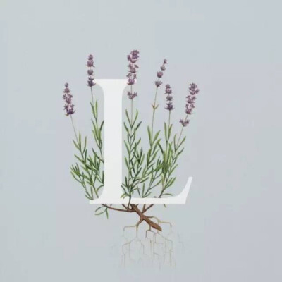 Lavender-薰衣草
花期7-9月