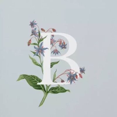 Borage-琉璃苣
花期6-9月