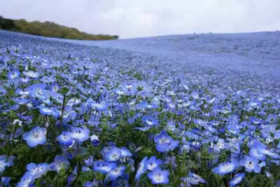 奇花异卉——粉蝶花