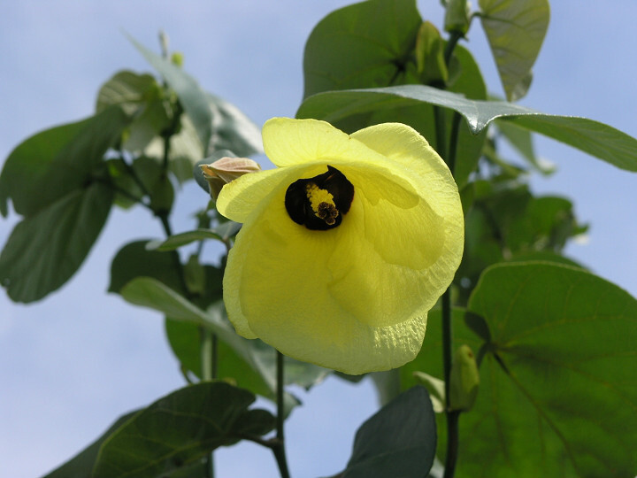 黄槿（Hibiscus tiliaceus Linn.）常绿灌木或乔木，高4-10米，花期6-8月。树皮纤维供制绳索，嫩枝叶供蔬食；木材坚硬致密，耐朽力强，适于建筑、造船及家具等用。多作行道树。