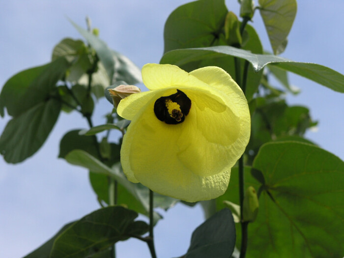 黄槿（Hibiscus tiliaceus Linn.）常绿灌木或乔木，高4-10米，花期6-8月。树皮纤维供制绳索，嫩枝叶供蔬食；木材坚硬 ...
