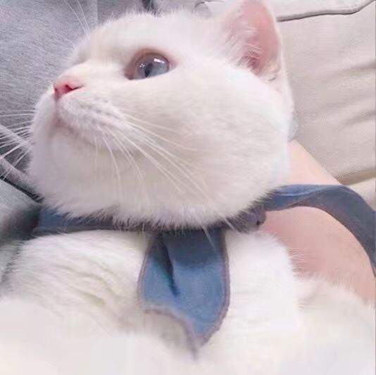 Daisy妤故の猫 小奶猫 可爱 猫星人