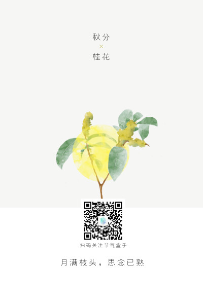 节气盒子 桂花x秋分：月满枝头，思念已熟