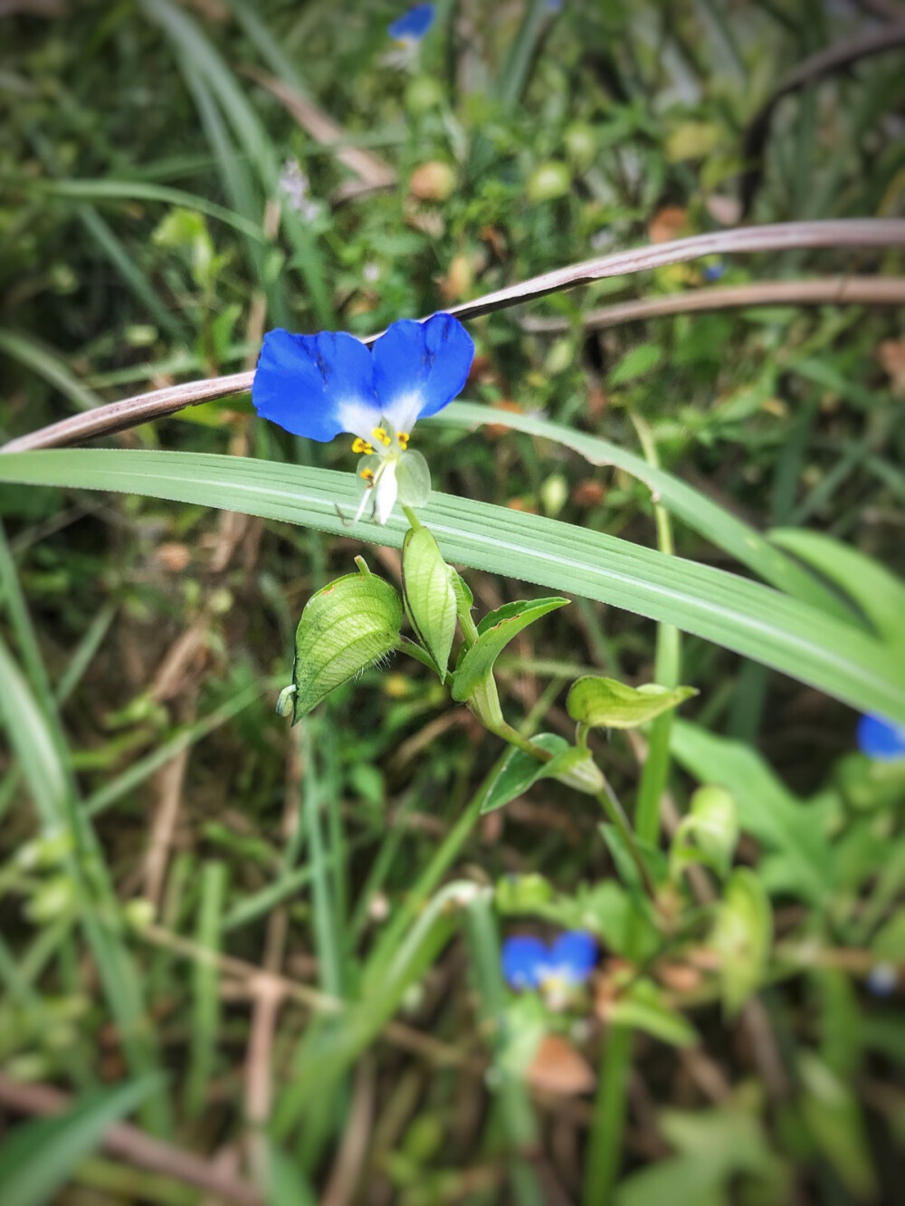 鸭跖草