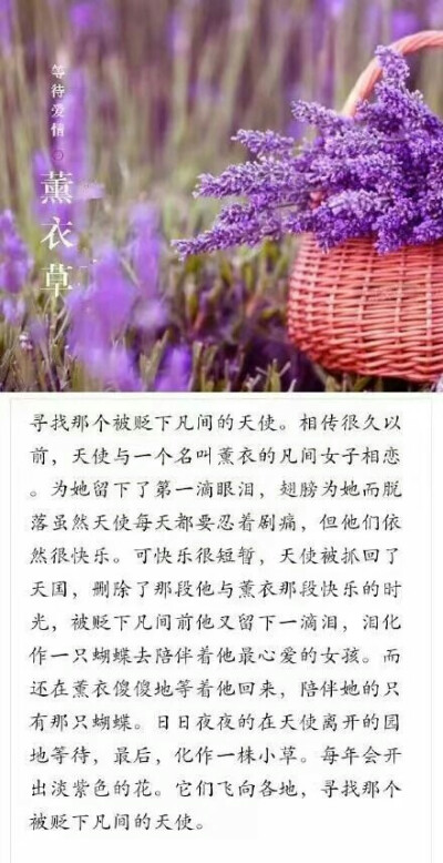 花和它唯美的故事