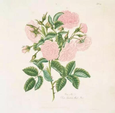 Rosa, provincialis = Blush province rose.