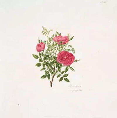 Rosa, provincialis = Blush province rose.