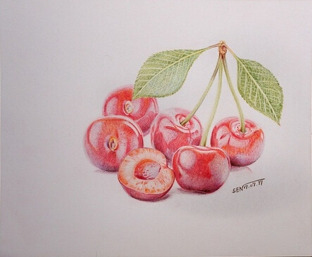 彩铅手绘（樱桃）