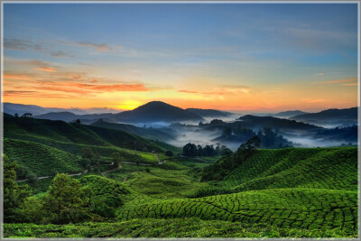 Malaysia Peninsular Cool Highland, Pahang, Cameron Highland
马来西亚半岛，彭亨州属，金马仑高原