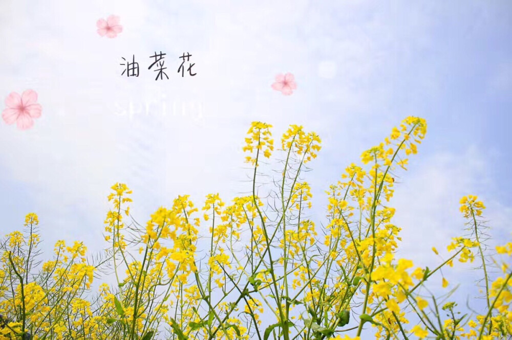 油菜花