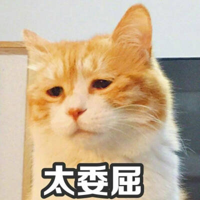 网黄猫日。日日表情包