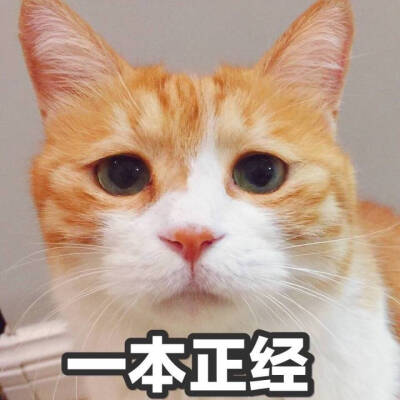 网黄猫日。日日表情包