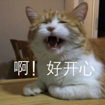 网黄猫日。日日表情包