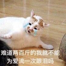 表情包
猫
楼楼