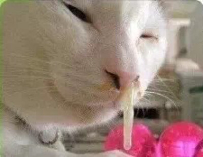 流鼻涕1表情包 恶心250