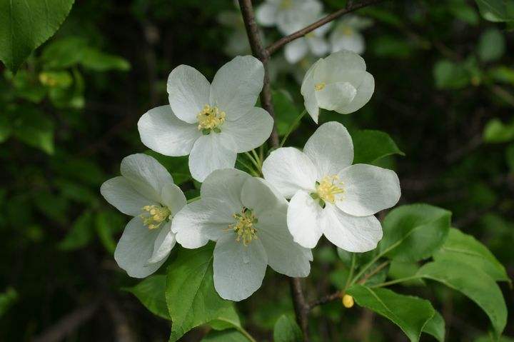 山丁子花