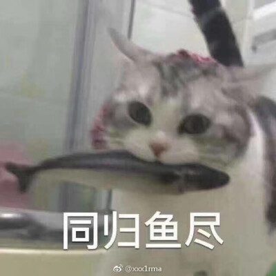 我的小可爱