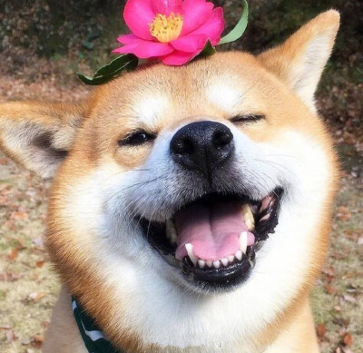 柴犬