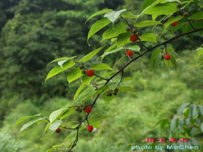 小构树