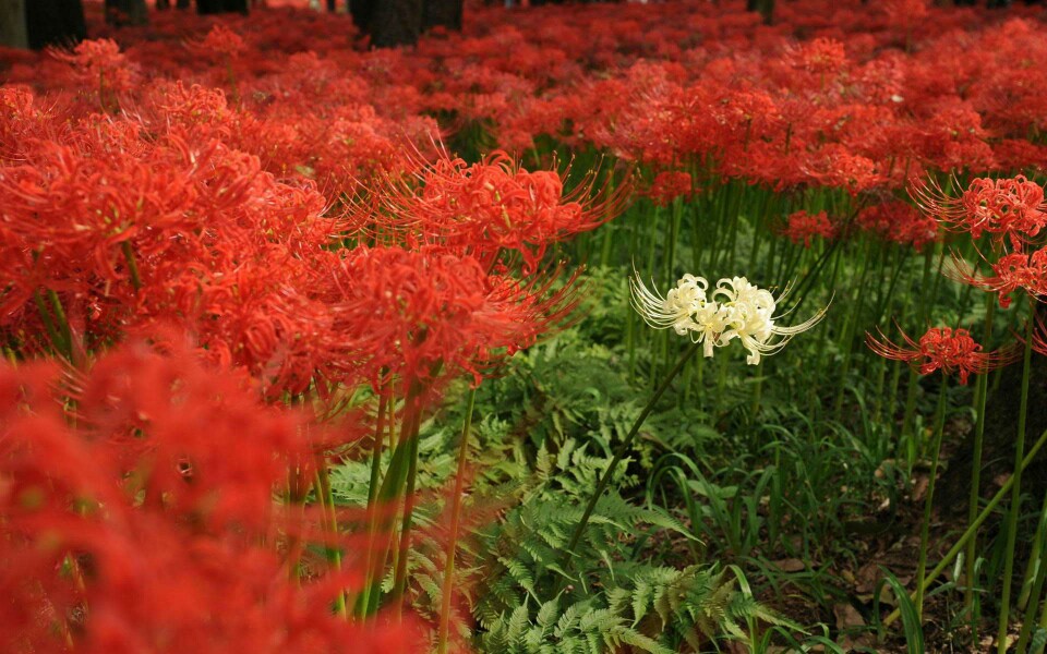 彼岸花彼岸花开
花开彼岸时，
只一团火红；
花开无叶，
叶生无花；
