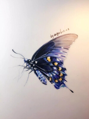 彩铅手绘（蝴蝶）