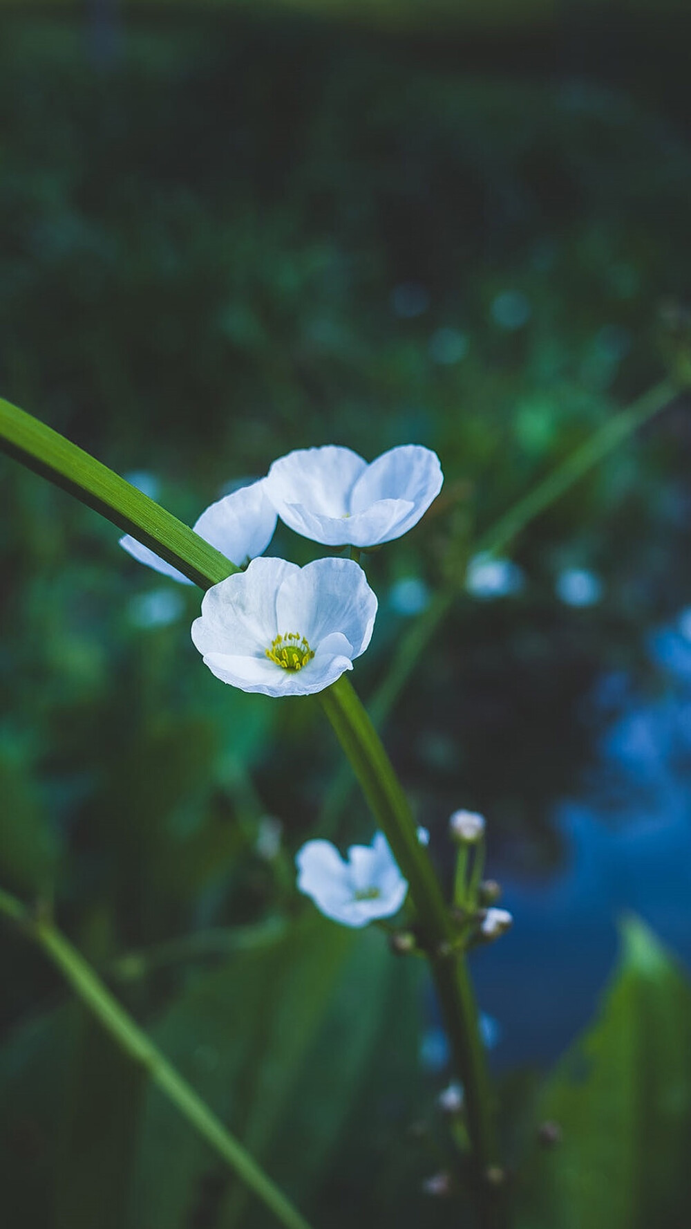 绿色护眼植物花卉特写iPhone手机壁纸