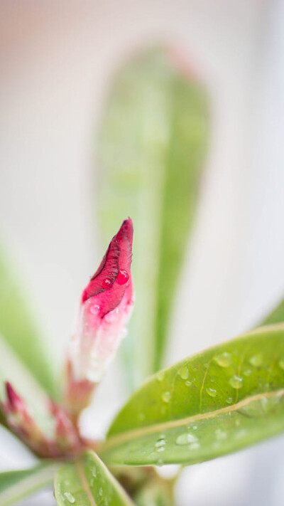 绿色护眼植物花卉特写安卓手机壁纸