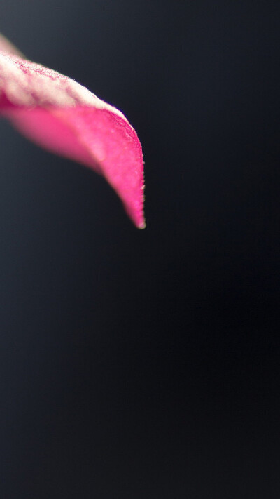 绿色护眼植物花卉特写手机壁纸