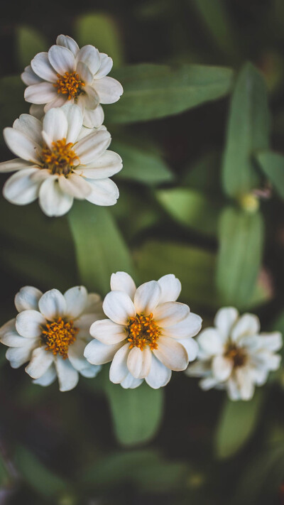 绿色护眼植物花卉特写iPhone手机壁纸