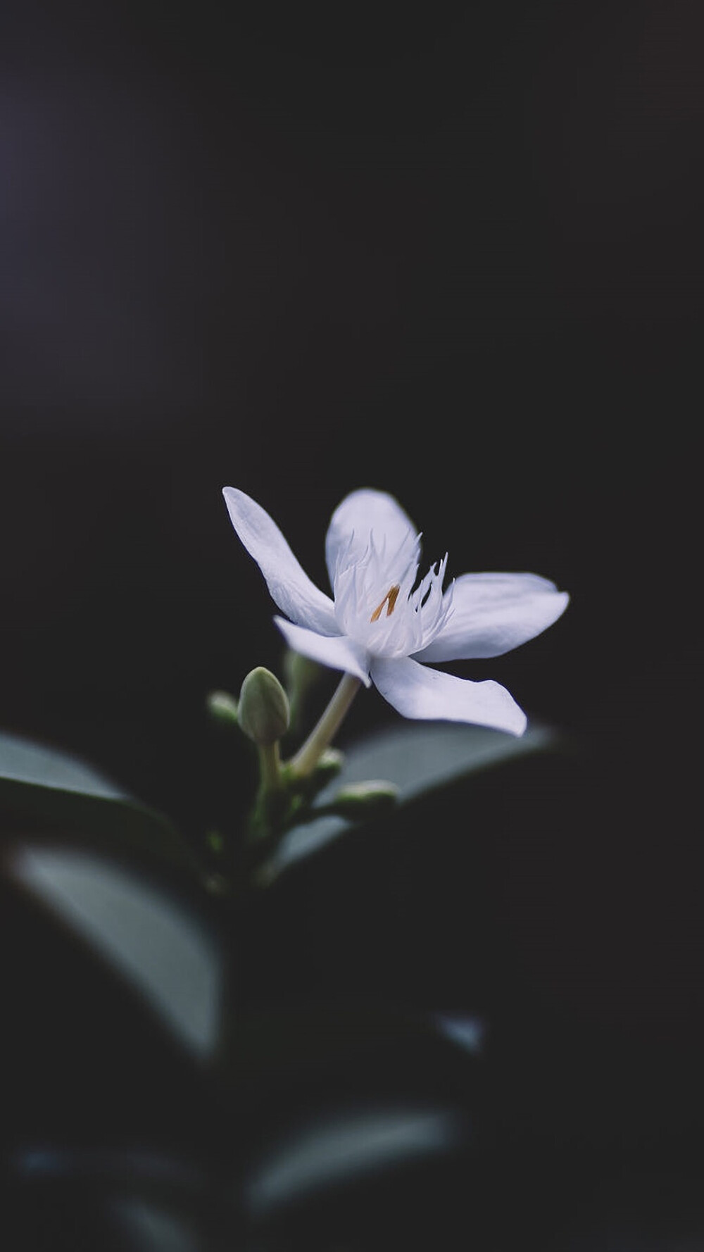 绿色护眼植物花卉特写安卓手机壁纸