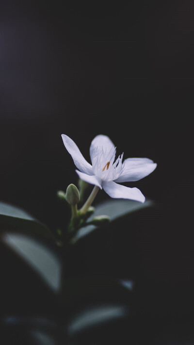 绿色护眼植物花卉特写安卓手机壁纸