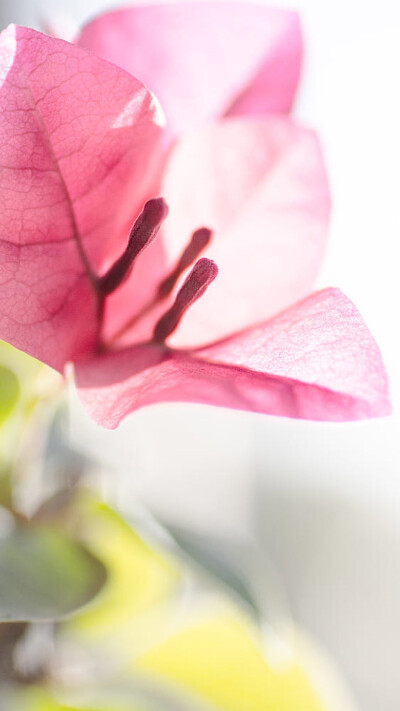 绿色护眼植物花卉特写手机壁纸