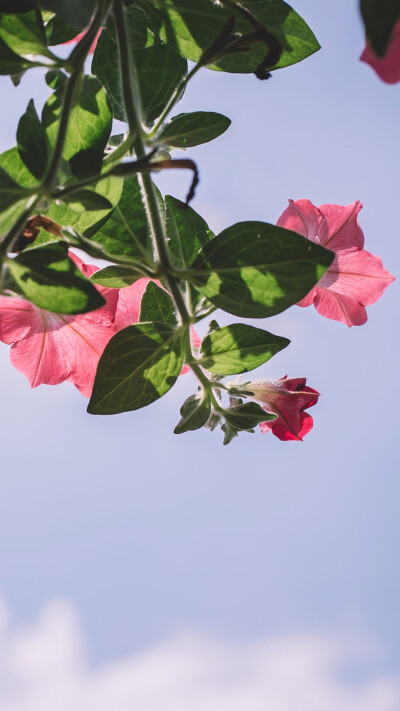 绿色护眼植物花卉特写手机壁纸