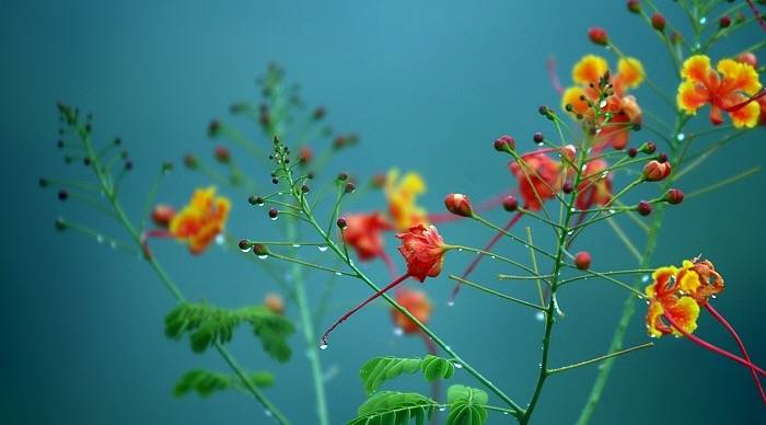 中国书画诗词院#「 林花经雨香犹在，芳草留人意自闲 … 」 