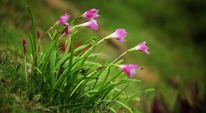 中国书画诗词院#「 林花经雨香犹在，芳草留人意自闲 … 」 