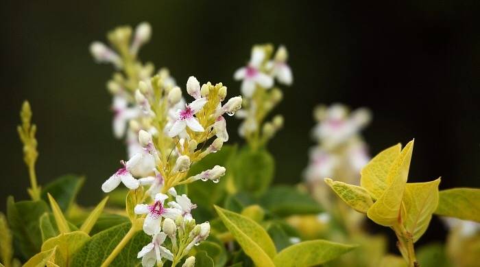 中国书画诗词院#「 林花经雨香犹在，芳草留人意自闲 … 」 