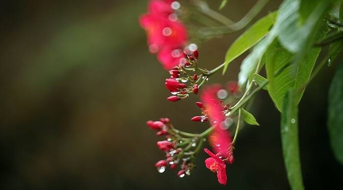 中国书画诗词院#「 林花经雨香犹在，芳草留人意自闲 … 」 