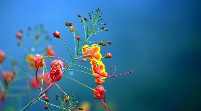 中国书画诗词院#「 林花经雨香犹在，芳草留人意自闲 … 」 