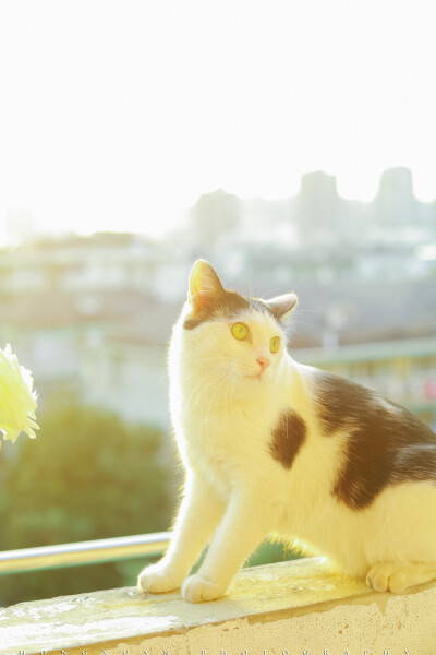 夕阳好，你和花
摄影：洪小漩
出镜：可乖
傻乎乎的样子。